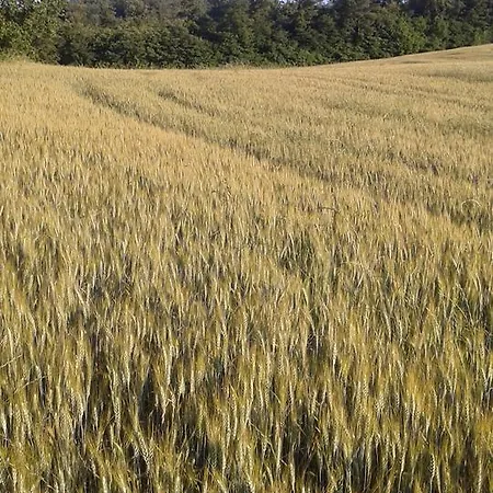 Вилла Castellare